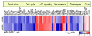 cGAS suppresses genomic instability as a decelerator of replication forks